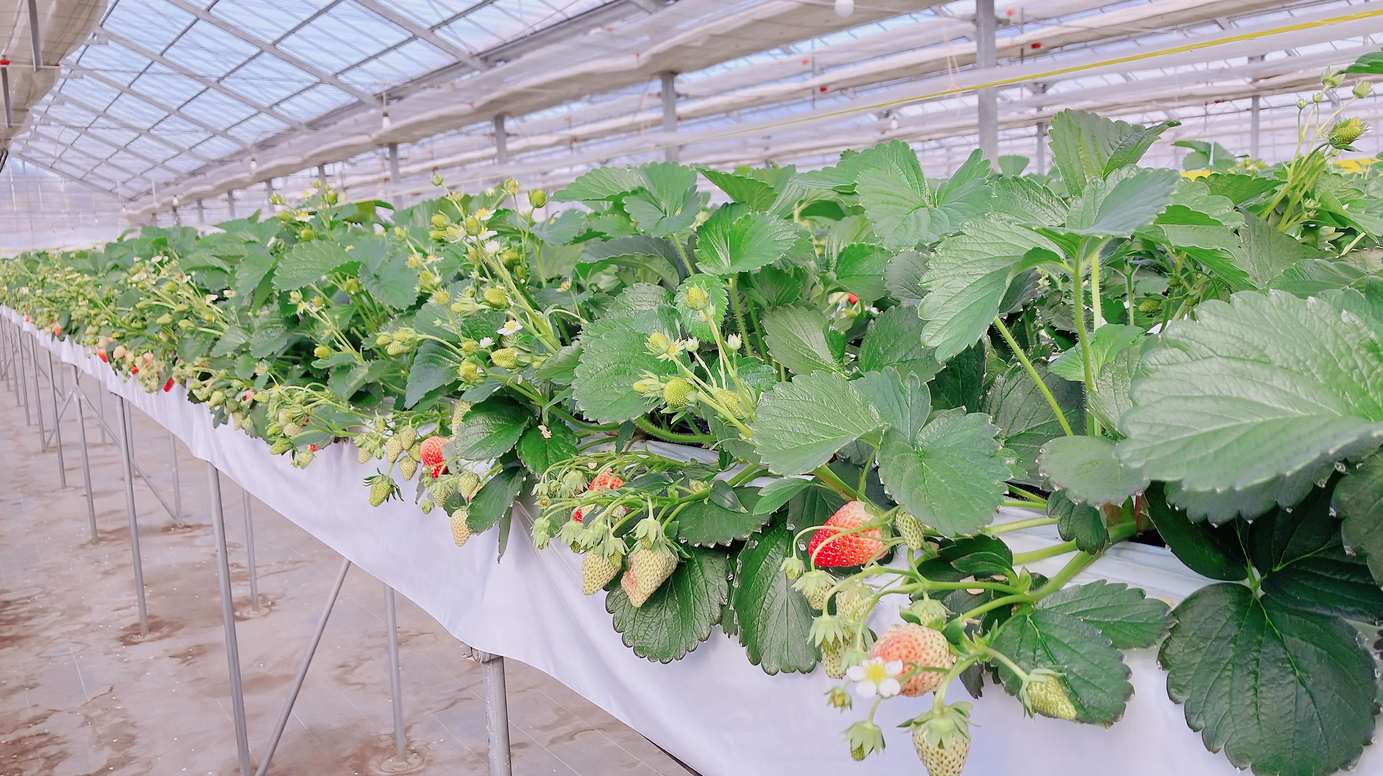 今年も、いちごの季節がはじまりました