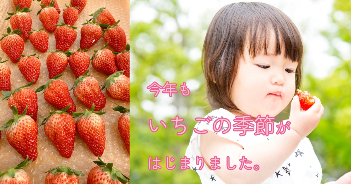 今年も、いちごの季節がはじまりました
